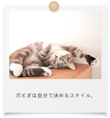 爪とぎは自分で決めるスタイル。