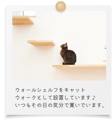 ウォールシェルフをキャットウォークとして設置しています。いつもその日の気分で寛いでいます。